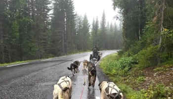 Hemsedal Husky Dogsledding - Hemsedal