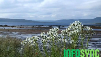 Nesseby naturreservat - Norge