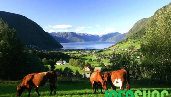 Sylvringen as - Vik I Sogn