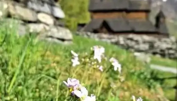 Borgund Stavkyrkje -  Fra Eieren - Borgund