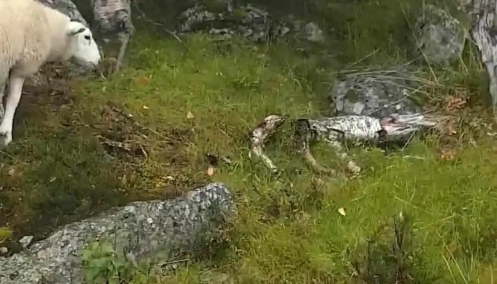 Dalen -  Videoer - Dalen