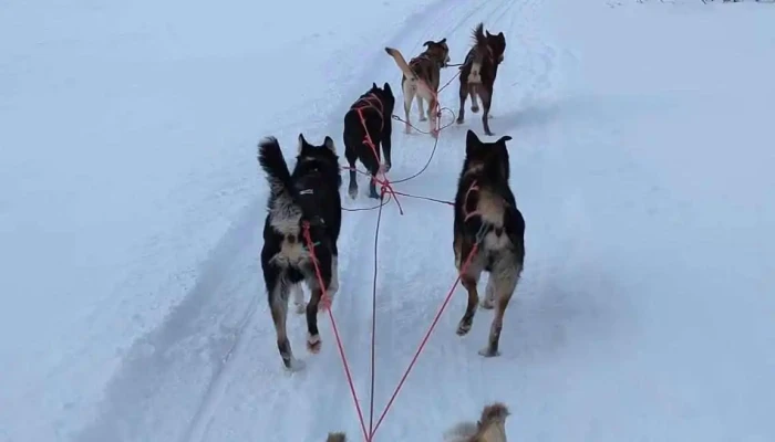 Geilo Husky As -  Videoer - Geilo
