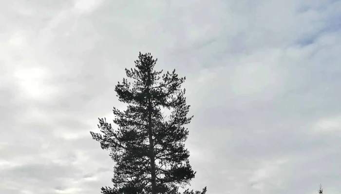 Kvamskogen -  åpen Nå - Norheimsund
