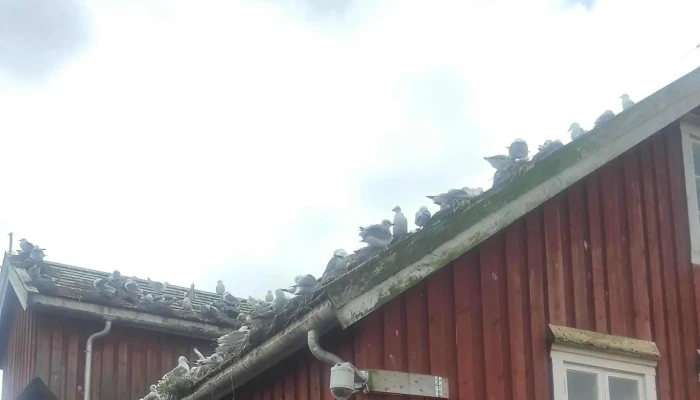 Kystmuseet Norveg -    Del Av Museet Midt Iks Anmeldelser - Rørvik