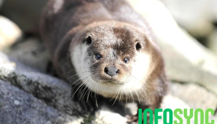Lofotakvariet - The Lofoten Aquarium - Kabelvåg