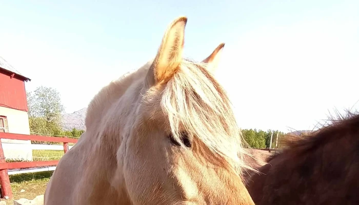 Nordreisa Rideklubb -  Adresse - Storslett