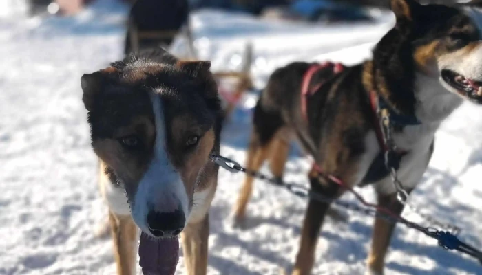 Norway Husky Adventure As -  Adresse - Kopperå