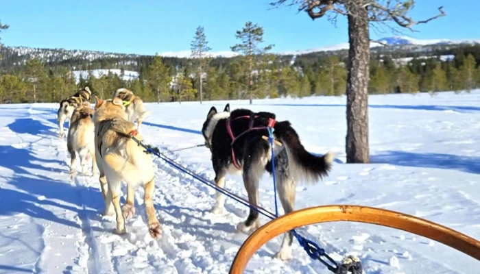 Norway Husky Adventure As -  Nettsted - Kopperå