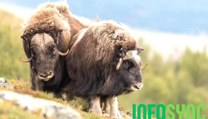 Oppdal Safari -  Fra Eieren - Oppdal