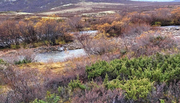 Oppdal Safari -  Instagram - Oppdal