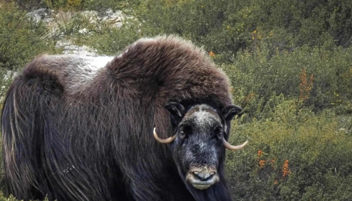 Oppdal Safari -  Rabatter - Oppdal