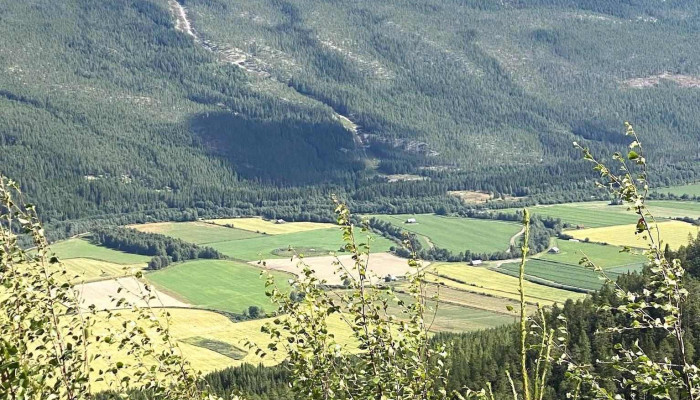 Rendalen Utsikt -  Skog - Rendalen
