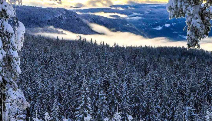 Ringkollen - Norge