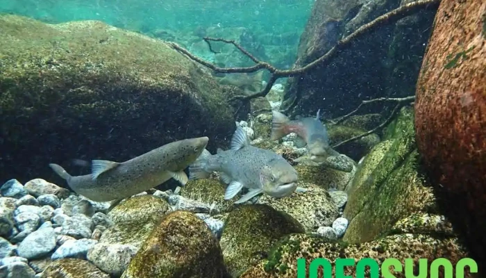Rådgivende Biologer As - Bergen