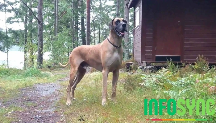 Skinnarbekk -  Videoer - Skjeberg