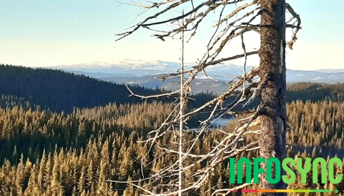 Skybertoppen - Gjøvik