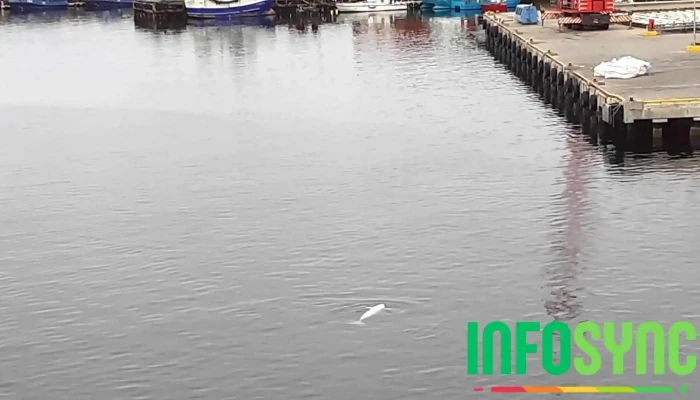 Statens Vegvesen Hammerfest Trafikkstasjon Videoer - Hammerfest