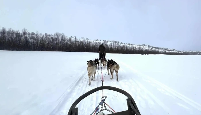 Tana Husky -  Bilder - Tana Bru
