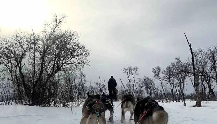 Tana Husky -  Kommentarer - Tana Bru
