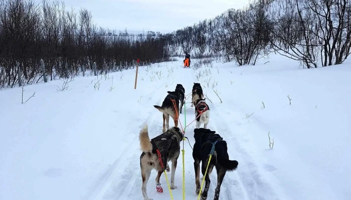 Tana Husky -  Turistattraksjon - Tana Bru