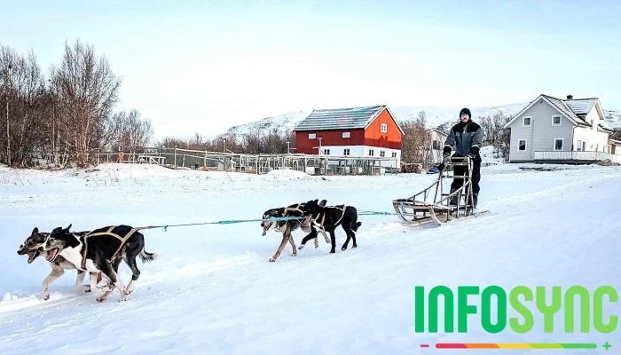 Team Lyngen Tours -  Alle - Lyngseidet