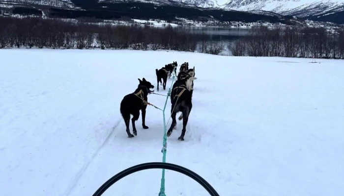 Team Lyngen Tours -  Turistattraksjon - Lyngseidet